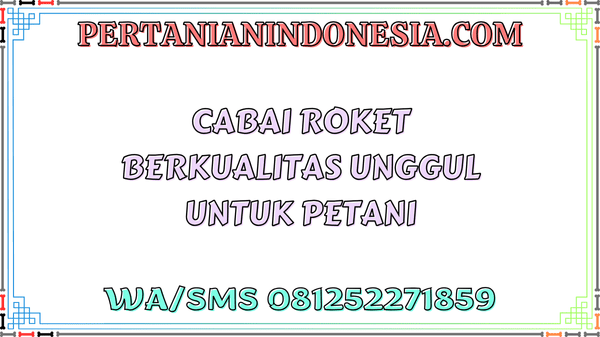 Cabai Roket Berkualitas Unggul Untuk Petani